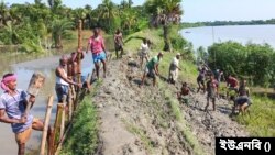 উপজেলা প্রশাসনের পক্ষ থেকে ভেঙ্গে যাওয়া বাঁধ মেরামত করা হচ্ছে। 