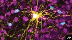 This microscope image provided by Pasca Lab/Stanford Medicine shows a human astrocyte cell, center in yellow, and human glial cells (scattered in blue) inside the brain of a rat.