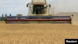 FILE - A combine harvests wheat in a field near the village of Zghurivka, in Kyiv region, Ukraine Aug. 9, 2022. 