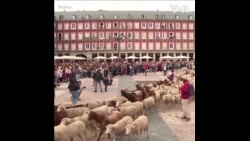 羊群经过马德里街头到南部过冬 