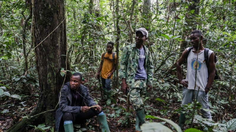 Au Cameroun, les paysans victimes de destructions de cultures par des éléphants