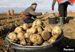 FILE - Migrant workers from Kyrgyzstan harvest potatoes in the Beryozovsky district of Krasnoyarsk region, Russia, Sept. 8, 2017.