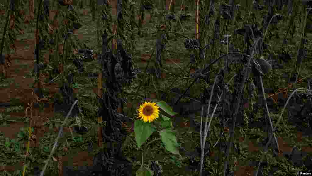 A sunflower blooms in a sunflower field as Russia&#39;s invasion of Ukraine continues, in Bakhmut, Ukraine.