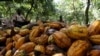 FILE - Farmers break cocoa pods at a cocoa farm in Soubre, Ivory Coast, Jan. 6, 2021.