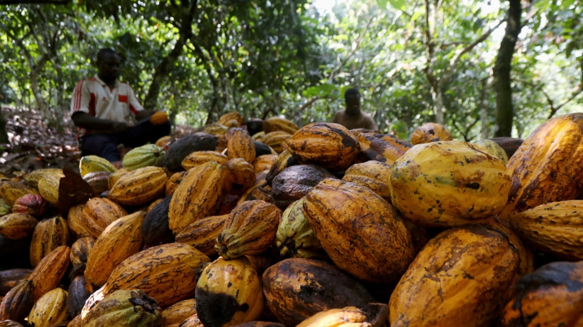 Ghana and Coast Boycott Cocoa Meeting in