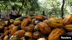 FILE - Farmers break cocoa pods at a cocoa farm in Soubre, Ivory Coast, Jan. 6, 2021.