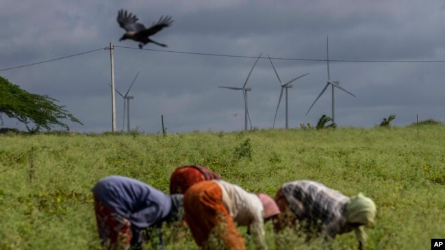 Women work in fields near the windmill farm in Anantapur district, Andhra Pradesh, India, Sept 14, 2022. India is investing heavily in renewable energy and has committed to producing 50% of its power from clean energy sources by 2030.