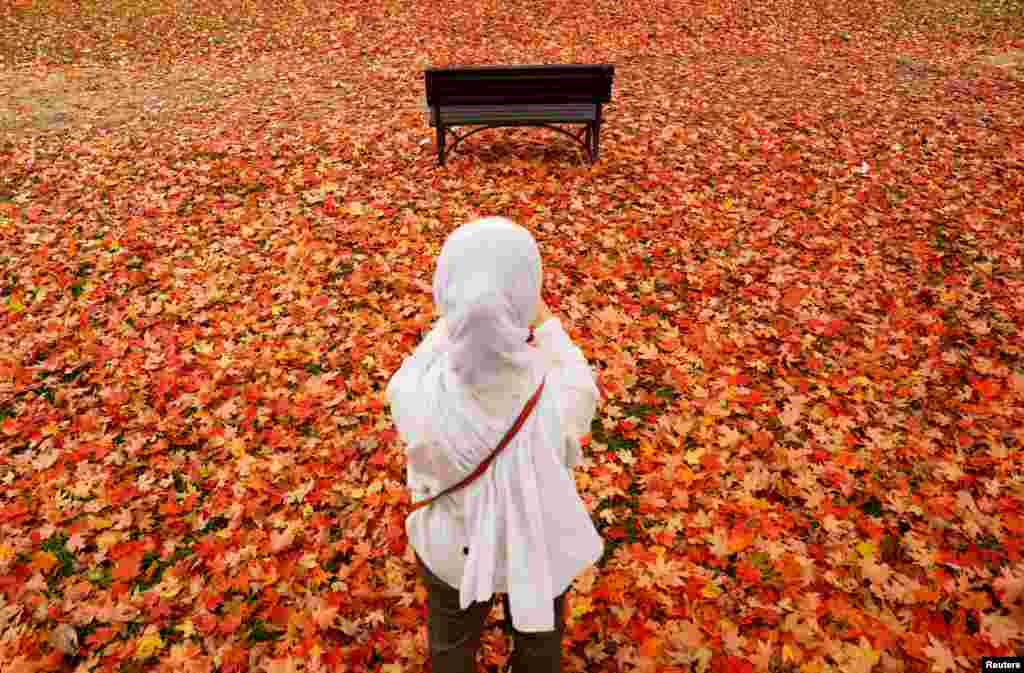 A woman photographs the vivid autumn colors of fallen leaves from a tree on the National Mall in Washington, Oct. 26, 2022. 