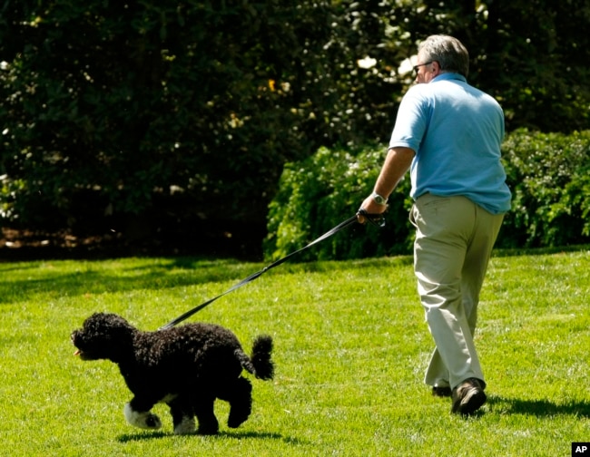 FILE - Dale Haney takes the first pet Bo for a stroll on the South Lawn of the White House in Washington, April 27, 2009. Haney has tended the lawns and gardens of the White House for 50 years. (AP Photo/Gerald Herbert, File)