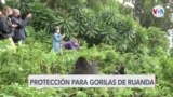 Fotos en redes sociales buscan proteger gorilas en Ruanda