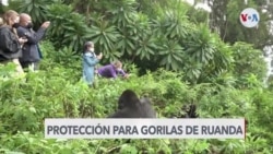 Fotos en redes sociales buscan proteger gorilas en Ruanda