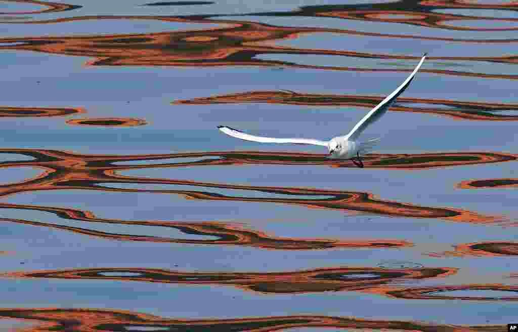 A river gull flies over reflections of a bridge on the Sava River in Belgrade, Serbia.