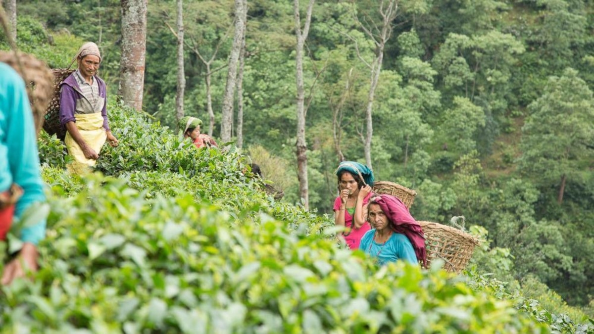 Indian Proposal Threatens Nepal's $61 Million Tea Industry