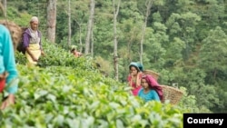 Women work at a tea farm in Panchthar, in the eastern part of Nepal. (Photo courtesy Shanta Banskota Koirala)