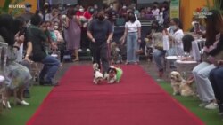 Ընտանի կենդանիների հարսանիքները Ֆիլիպիններում-.mp4