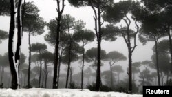 A pine forest is covered with snow during a storm in Jezzin, south Lebanon, Feb. 13, 2015.