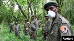 Gardiens du parc national des Virunga en République Démocratique du Congo, près de la ville de Bunagana, le 21 octobre 2012. 