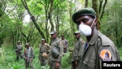 Park wardens stand by as they bring tourists to see mountain gorillas in Virunga National Park in the Democratic Republic of Congo, Oct. 21, 2012. For security reasons, Africa’s oldest national park will close to visitors for a year.
