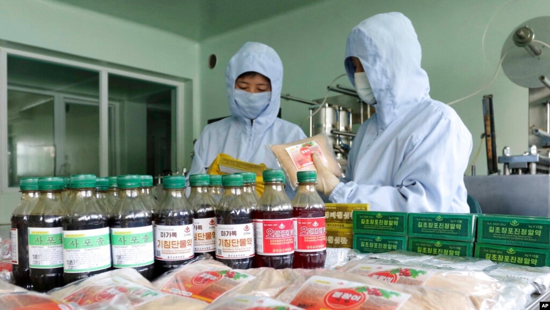 Pegawai dari Pabrik Obat Junggu Koryo tampak menyiapkan koryo, obat tradisional yang digunakan oleh pemerintah Korea Utara dalam melawan COVID, di lokasi pabrik yang terletak di Pyongyang, pada 7 Juni 2022. (Foto: AP/Cha Song Ho)