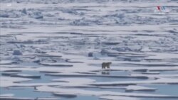 Բևեռային արջերի մեկուսացված խումբը փորձում է գոյատևել քաղցրահամ ջրի սառույցների վրա