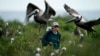 Scientists Work to Help Brown Pelicans on Shrinking Islands