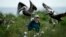 FILE - Marine biologist Bonnie Slaton checks a field camera on Raccoon Island, in the U.S. state of Louisiana, May 17, 2022. (AP Photo/Gerald Herbert)