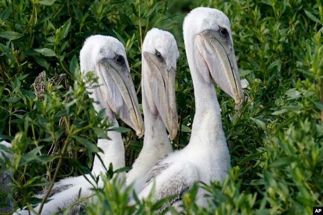 Young brown pelicans sit in their nest on Raccoon Island, a Gulf of Mexico barrier island that is a nesting ground for brown pelicans, terns, seagulls and other birds, in Chauvin, La. May 17, 2022. (AP Photo/Gerald Herbert)