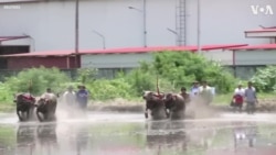Thai Buffalo Race Kicks Off Rice Cultivation During Monsoon 