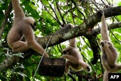 This photo taken on July 6, 2022 shows gibbons eating fruit in a tree in the forest at Angkor Park in Siem Reap province. (Photo by TANG CHHIN Sothy / AFP)