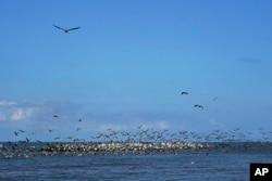 Brown pelicans congregate on rock revetment along Raccoon Island, a Gulf of Mexico barrier island in Chauvin, La., Tuesday, May 17, 2022. (AP Photo/Gerald Herbert)