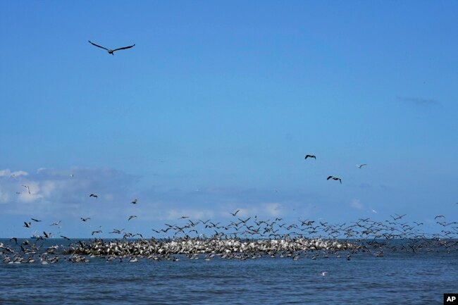 Brown pelicans congregate on rock revetment along Raccoon Island, a Gulf of Mexico barrier island in Chauvin, La., Tuesday, May 17, 2022. (AP Photo/Gerald Herbert)