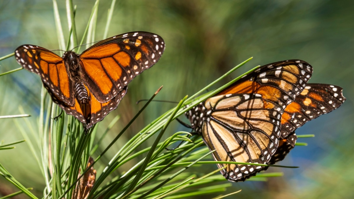 Mariposas monarca en la nueva lista de especies en peligro de extinción