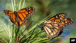 FILE - Monarch butterflies land on branches at Monarch Grove Sanctuary in Pacific Grove, Calif., Wednesday, Nov. 10, 2021. 