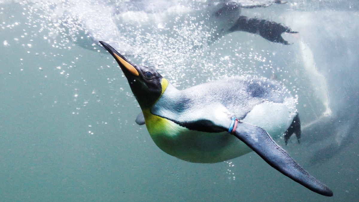 Nieuw onderzoek draagt ​​bij aan het verhaal van de pinguïns