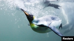 FILE - A king penguin swims in a pool at the zoo in Zurich August 15, 2012. (REUTERS/Michael Buholzer/File Photo)