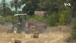 Les agriculteurs tunisiens visent l'autosuffisance en blé