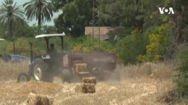 Les agriculteurs tunisiens visent l'autosuffisance en blé