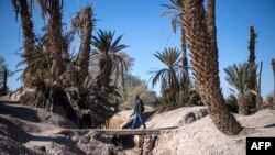 FILE - A man walks over a dried irrigation canal in Morocco's oasis of Skoura, a rural oasis area of around 40 square kilometers, on January 27, 2020. 