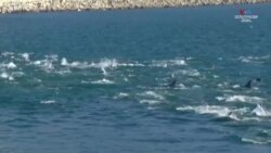 Տասնյակ դելֆիններ Չիլիի Վալպարաիսո ծովածոցում_1.mp4