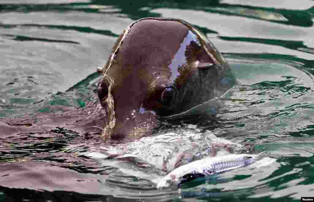 Un león marino come melón helado con pescado para calmar la ola de calor que golpea a Europa, en el zoológico de Roma en Roma, el 19 de julio de 2022. &nbsp;