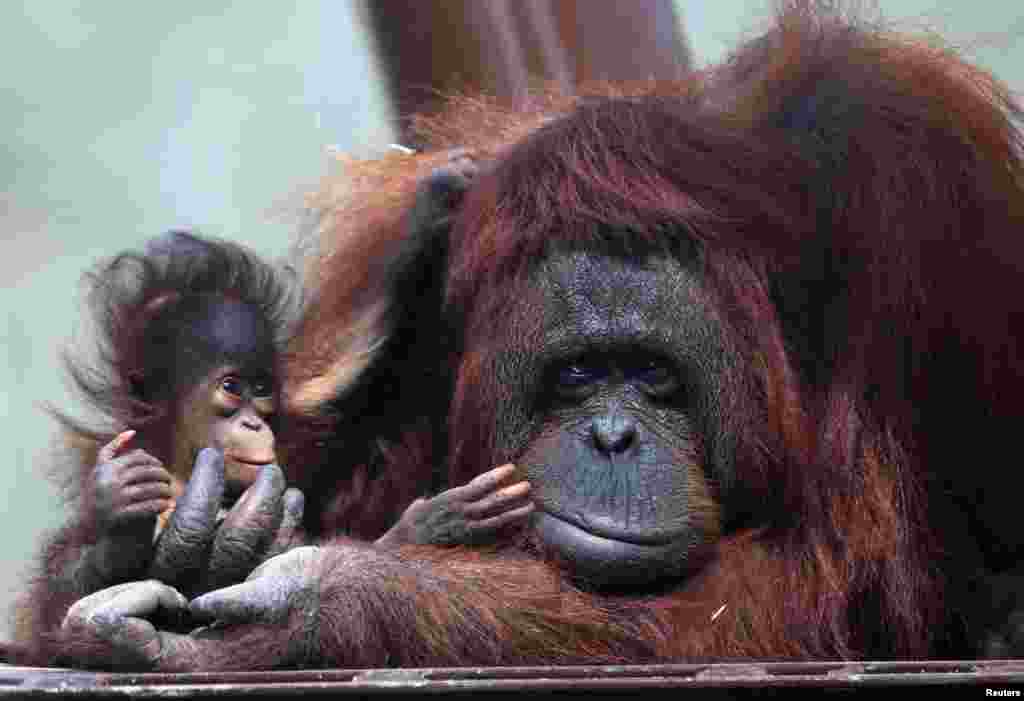 A five-month-old Bornean orangutan is held by its mother, as the Guadalajara Zoo presents two 5-month-old Bornean orangutans to the media at their new enclosure, in Guadalajara, Mexico, July 20, 2022.