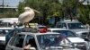 A pet pelican is sprayed with water as it stands on top of a car in traffic in Kabul, Afghanistan, July 19, 2022. 