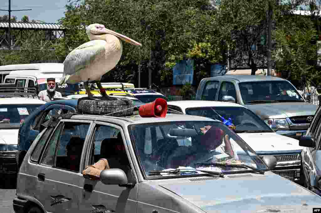 A pet pelican gets sprayed with water as it stands on top of a car that&#39;s stuck in traffic in Kabul, Afghanistan.