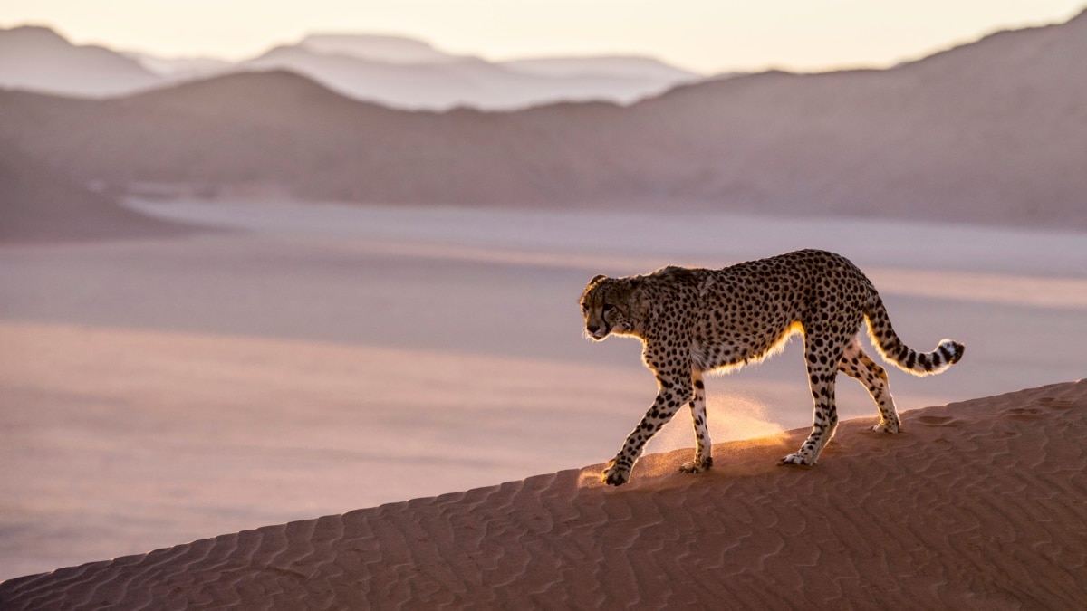 Cheetahs to Return to India After 70 Years in Deal With Namibia