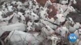 Baŋuman Kɛ Ton Dɔw Ye Bagan Dɔw Di Yuwaru Mɔkɔw Dɔw man Munu Bolo Lan Kolo Yalan Lakana Baliya Sababu La