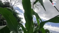 Un periodista deja la redacción y ahora promueve las plantas ancestrales en Nicaragua
