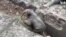 Elephant and Calf Saved in Dramatic Rescue in Thailand 