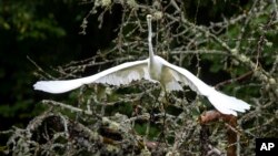 A white heron takes off from a tree near the town of Ignalina, some 106km (66 miles) north of the capital Vilnius, Lithuania.