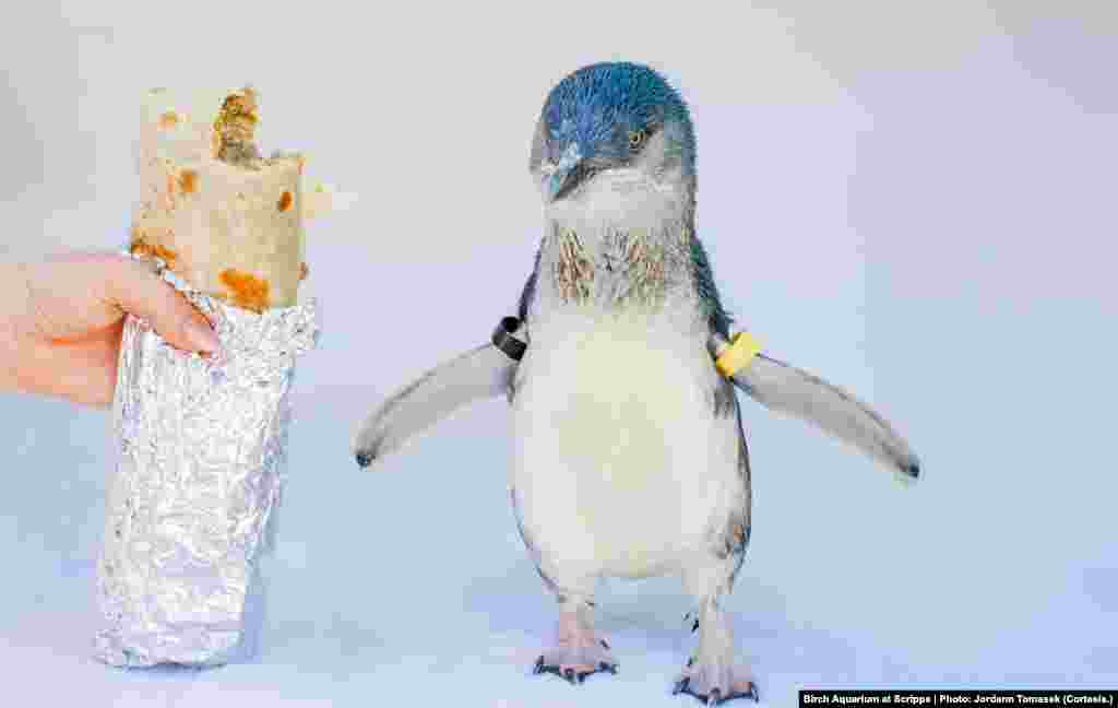Los pequeños pingüinos azules de la familia Beyster son del tamaño de un taco y han utilizado este tipo de publicidad para promover la instalación.&nbsp;