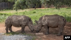 Rhino calves are seen at the Rhino Orphanage in an undisclosed location near Mokopane, Limpopo province, on Jan. 9, 2021.